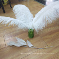 Wholesale Hot-Selling Gorgeous Natural Ostrich Feather for Decorations